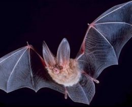 ゴシック生物「コウモリ」の謎！ホントに人間の血を吸うの？