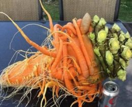 魔界に生えてるような絡まったオバケ人参がギネス認定される